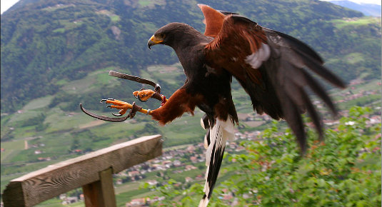 rapaci centro recupero