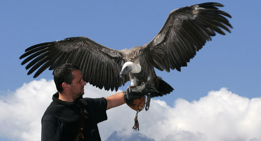 centro rapaci uccelli